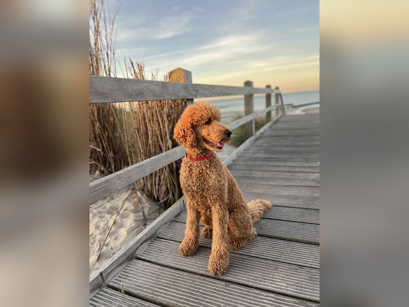 Goldendoodle f1 Standard, apricot/ red/ Wurfankündigung, aus liebevoller Hobbyzucht!