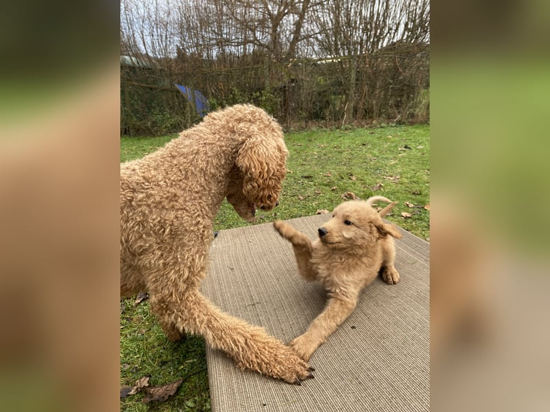Goldendoodle f1 Standard, apricot/ red/ Wurfankündigung, aus liebevoller Hobbyzucht!