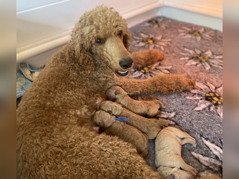 Goldendoodle Welpen F1b Standard, apricot/creme Wurfankündigung!