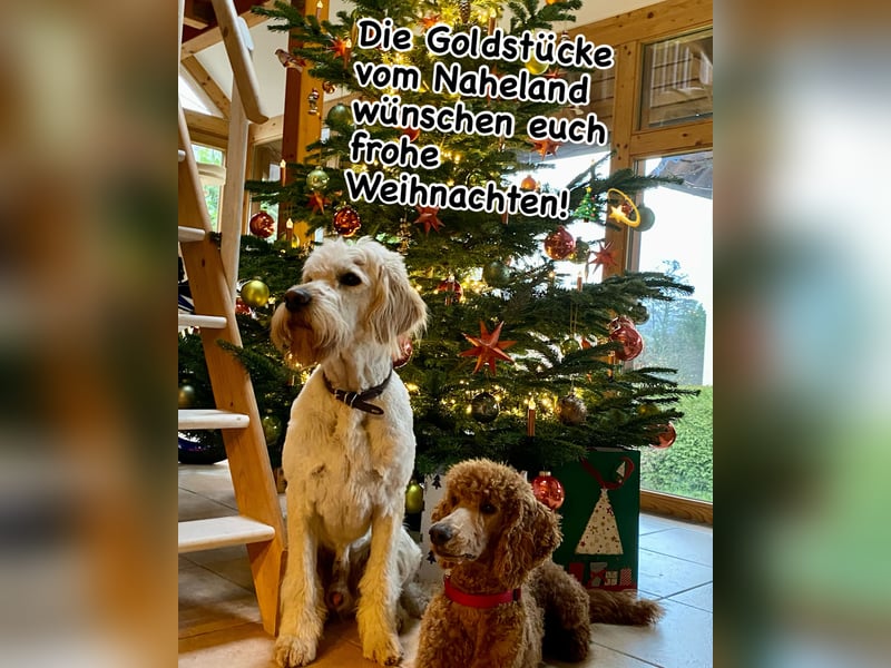 Goldendoodle f1 Standard, apricot/ red/ Wurfankündigung, aus liebevoller Hobbyzucht!