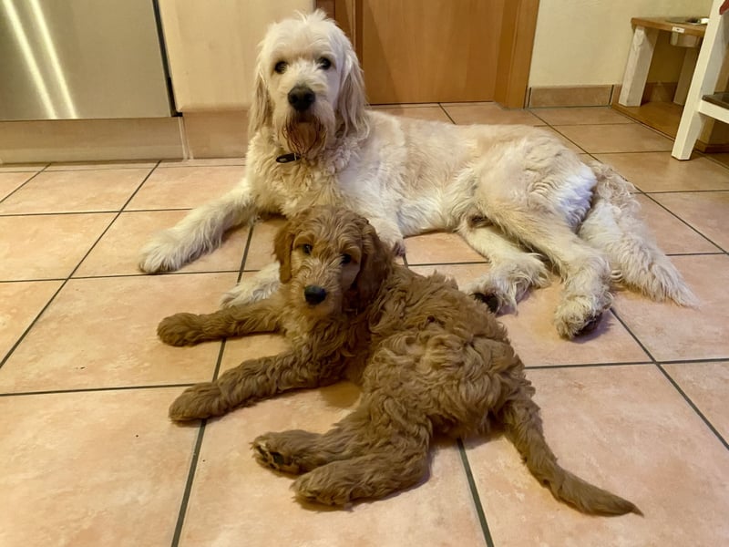 Goldendoodle Welpen F1b Standard, apricot/creme Wurfankündigung!