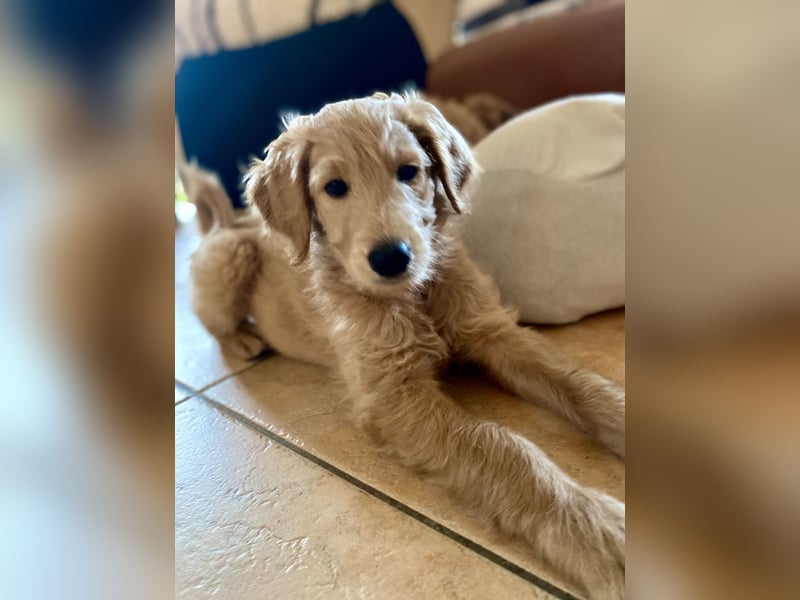 Goldendoodle Welpen F1b Standard, apricot/creme Wurfankündigung!