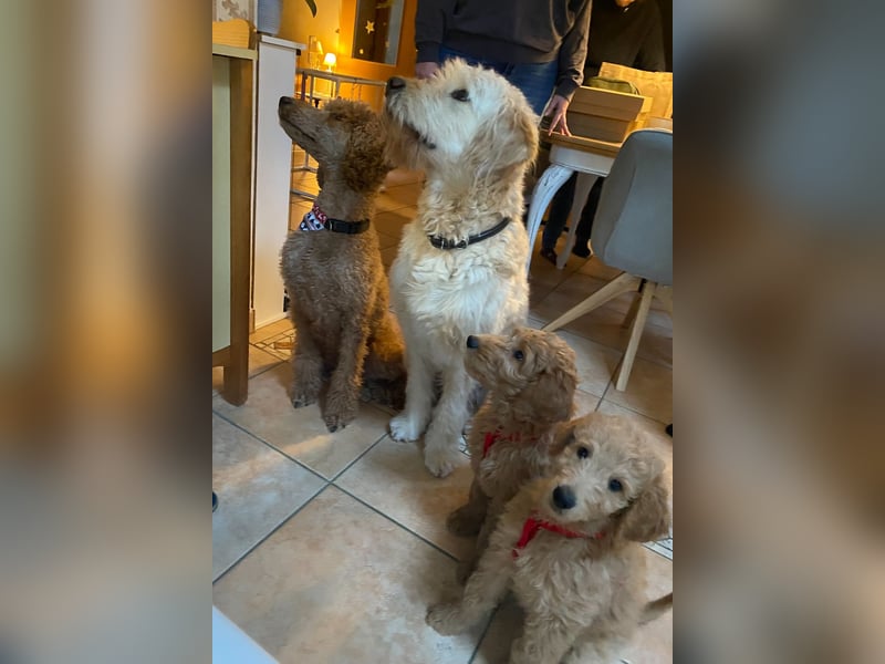 Goldendoodle f1 Standard , apricot/ red/ Wurfankündigung, aus liebevoller Hobbyzucht