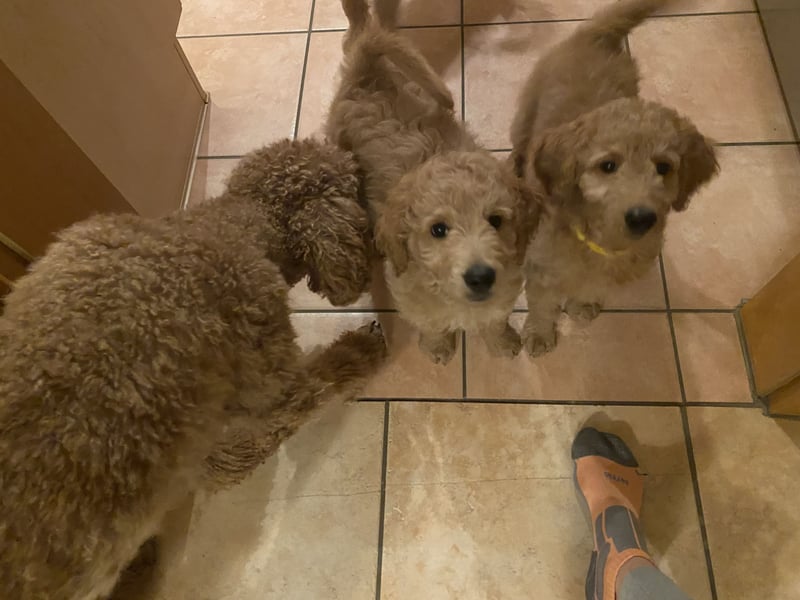 Goldendoodle Welpen F1b Standard, apricot/creme Wurfankündigung!