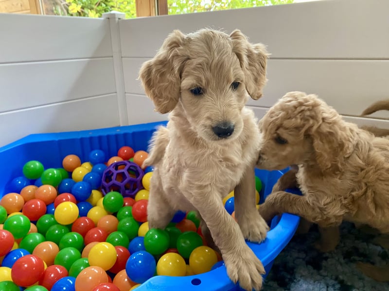 Goldendoodle f1 Standard, apricot/ red/ Wurfankündigung, aus liebevoller Hobbyzucht!