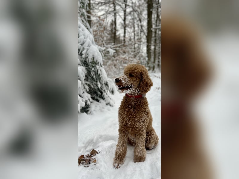Goldendoodle f1 Standard , apricot/ red/ Wurfankündigung, aus liebevoller Hobbyzucht