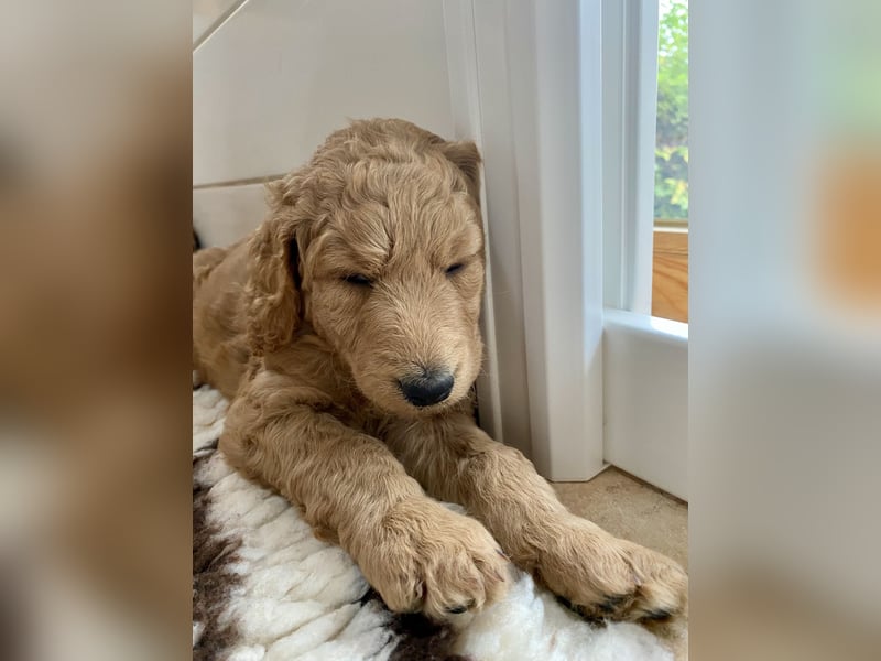Goldendoodle Welpen F1b Standard, apricot/creme Wurfankündigung!