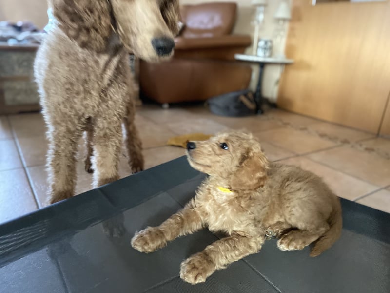 Goldendoodle Welpen F1b Standard, apricot/creme Wurfankündigung!