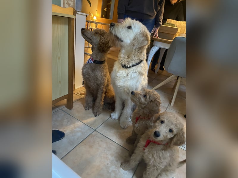 Goldendoodle f1 Standard, apricot/ red/ Wurfankündigung, aus liebevoller Hobbyzucht!