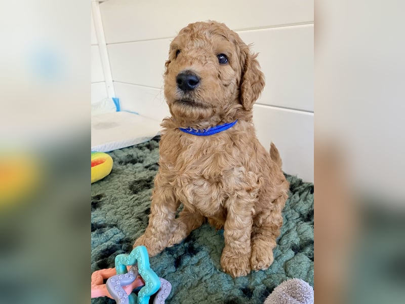 Goldendoodle Welpen F1b Standard, apricot/creme Wurfankündigung!