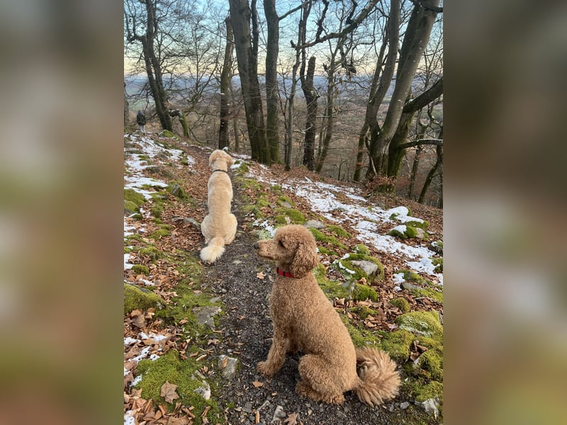 Goldendoodle f1 Standard , apricot/ red/ Wurfankündigung, aus liebevoller Hobbyzucht