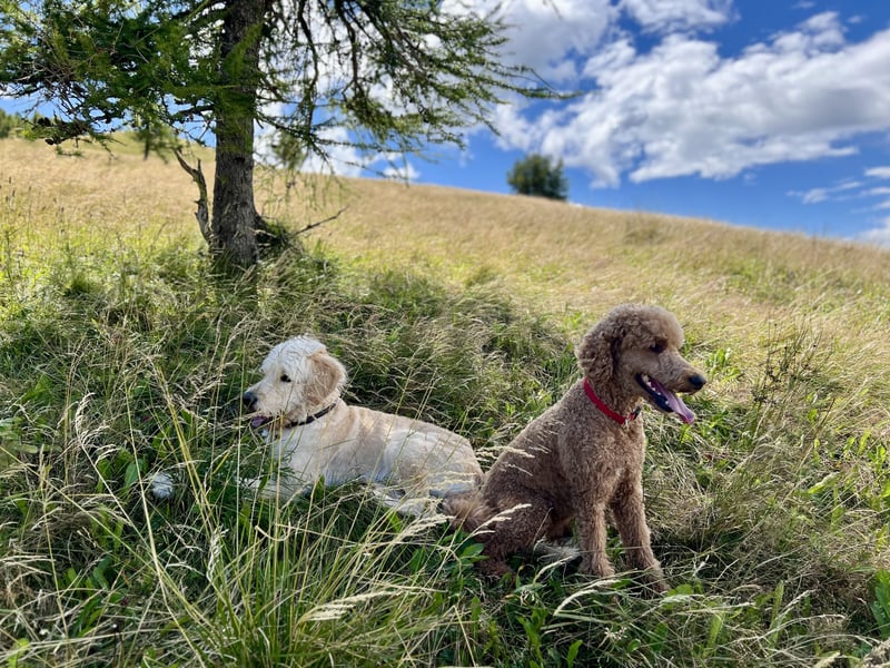 Goldendoodle Welpen F1b Standard, apricot/creme Wurfankündigung!