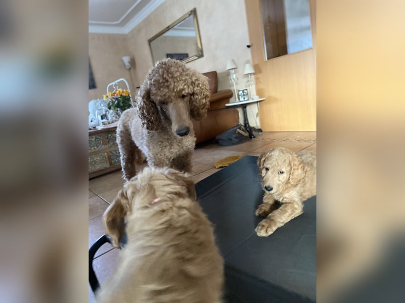 Goldendoodle Welpen F1b Standard, apricot/creme Wurfankündigung!
