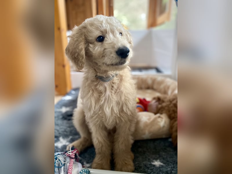 Goldendoodle Welpen F1b Standard, apricot/creme Wurfankündigung!
