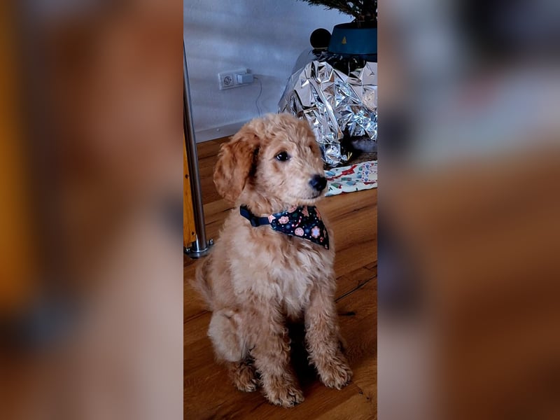 Goldendoodle Welpen F1b Standard, apricot/creme Wurfankündigung!
