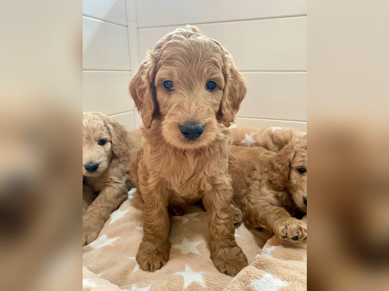 Goldendoodle f1 Standard , apricot/ red/ Wurfankündigung, aus liebevoller Hobbyzucht