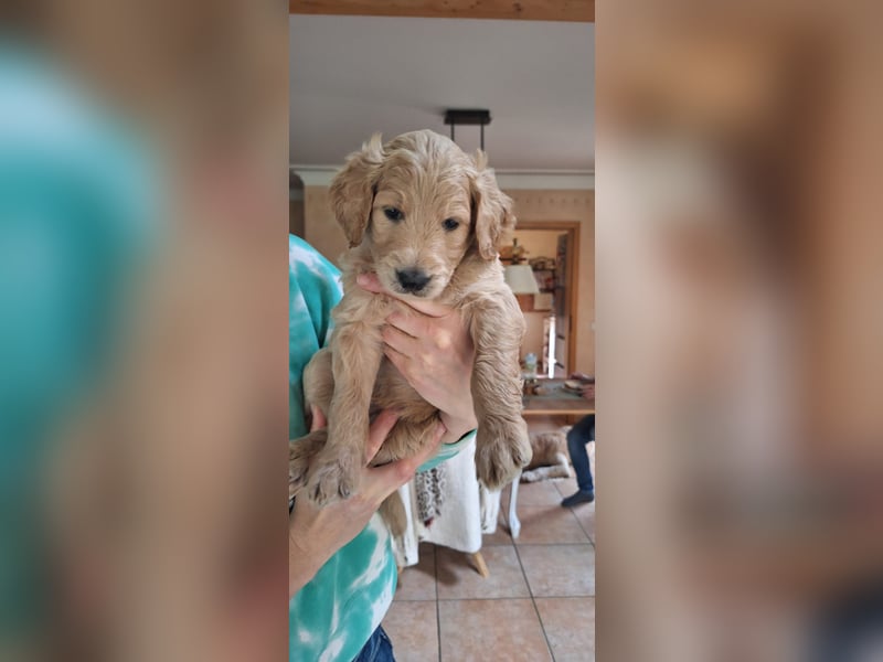 Goldendoodle Welpen F1b Standard, apricot/creme Wurfankündigung!
