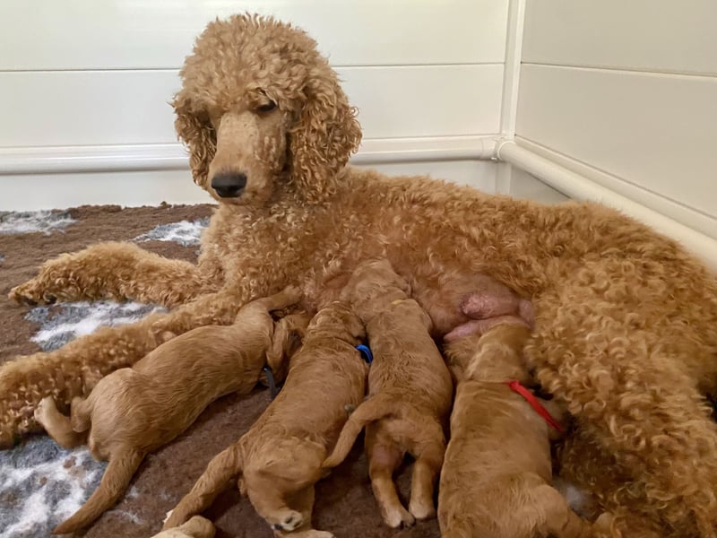 Goldendoodle f1 Standard, apricot/ red/ Wurfankündigung, aus liebevoller Hobbyzucht!