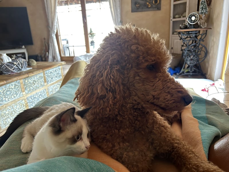 Goldendoodle Welpen F1b Standard, apricot/creme Wurfankündigung!