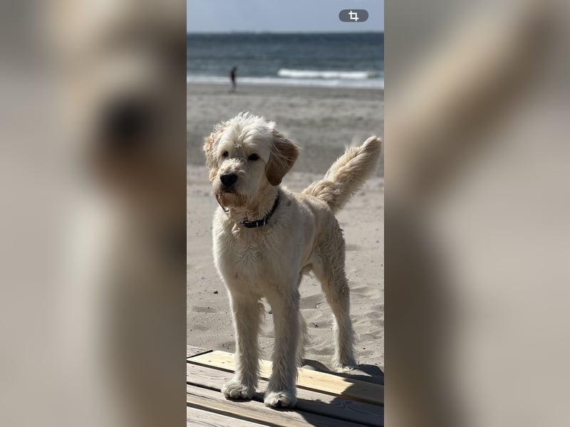 Goldendoodle Welpen F1b Standard, apricot/creme Wurfankündigung!