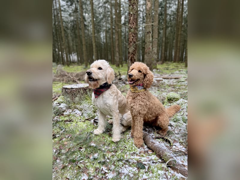 Goldendoodle f1 Standard , apricot/ red/ Wurfankündigung, aus liebevoller Hobbyzucht