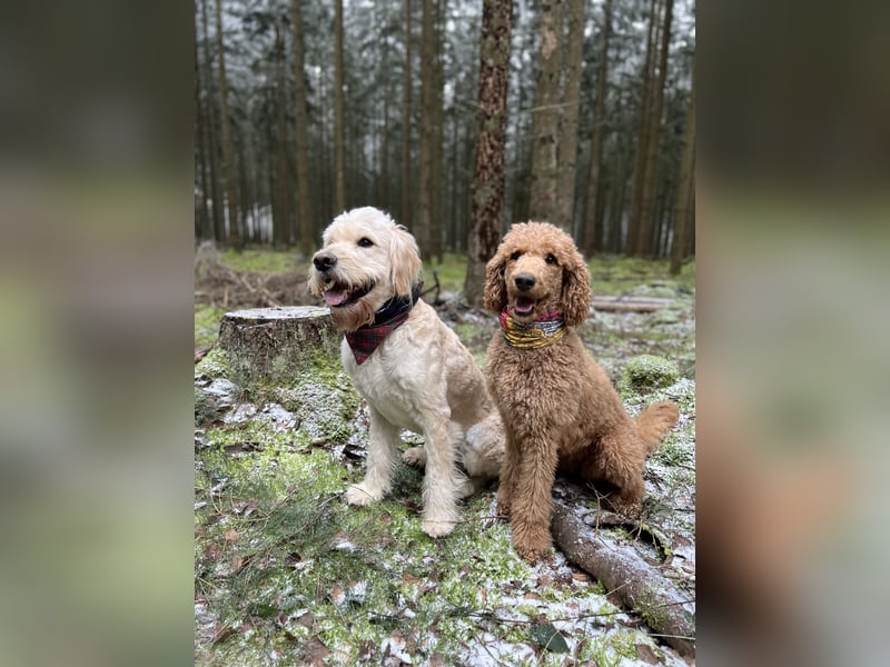 Goldendoodle f1 Standard, apricot/ red/ Wurfankündigung, aus liebevoller Hobbyzucht!