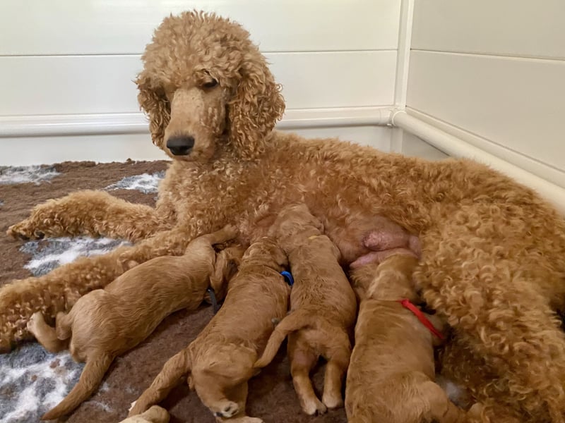 Goldendoodle Welpen F1b Standard, apricot/creme Wurfankündigung!