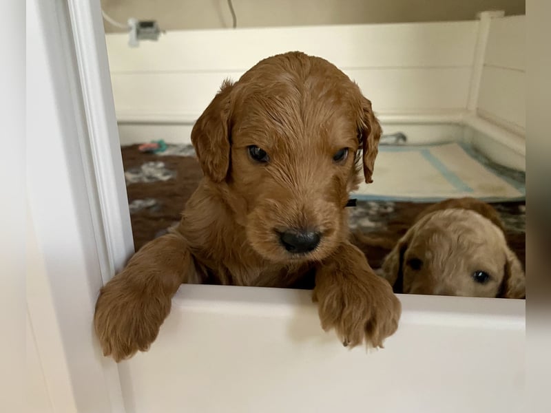 Goldendoodle Welpen F1b Standard, apricot/creme Wurfankündigung!