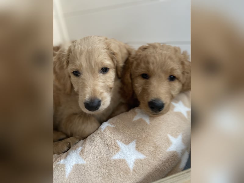 Goldendoodle Welpen F1b Standard, apricot/creme Wurfankündigung!