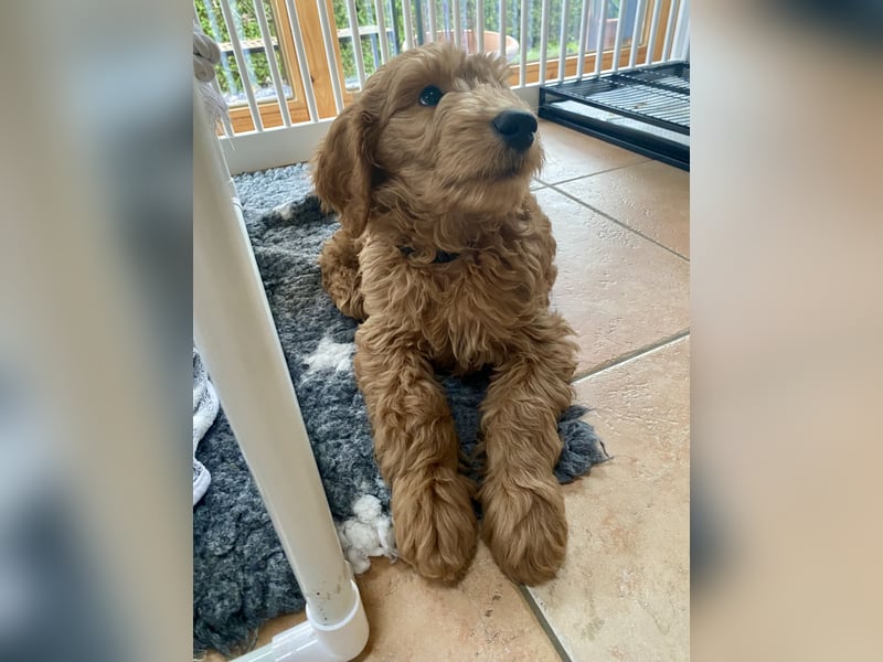 Goldendoodle Welpen F1b Standard, apricot/creme Wurfankündigung!
