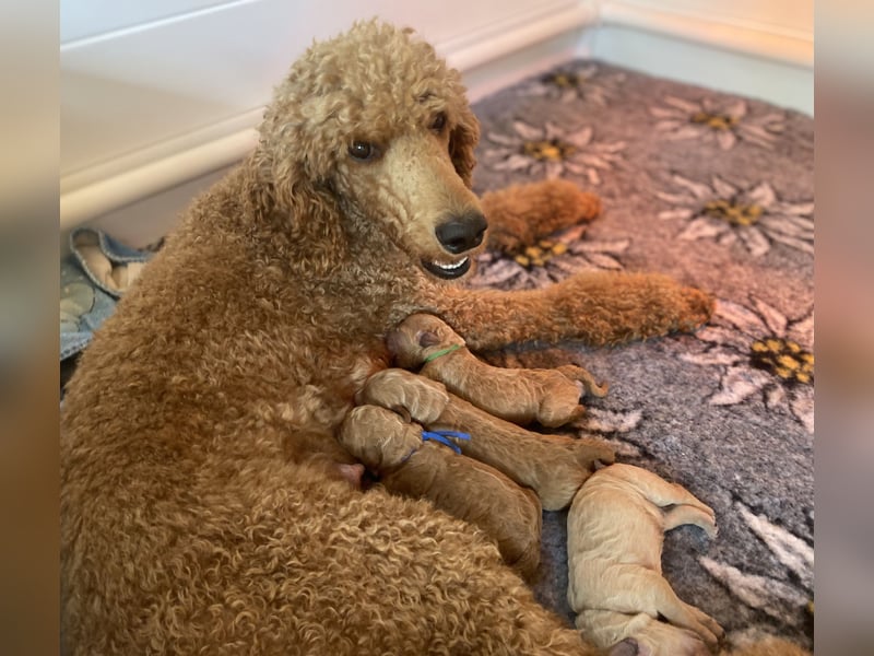 Goldendoodle f1 Standard , apricot/ red/ Wurfankündigung, aus liebevoller Hobbyzucht