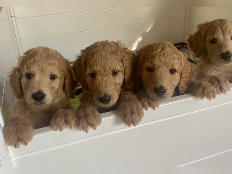 Goldendoodle Welpen F1b Standard, apricot/creme Wurfankündigung!
