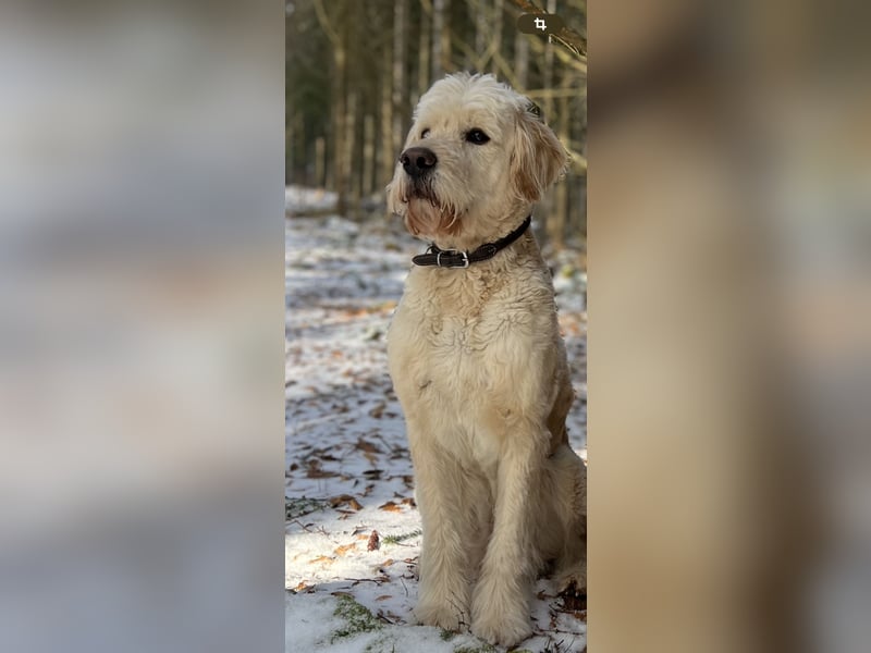 Goldendoodle f1 Standard , apricot/ red/ Wurfankündigung, aus liebevoller Hobbyzucht