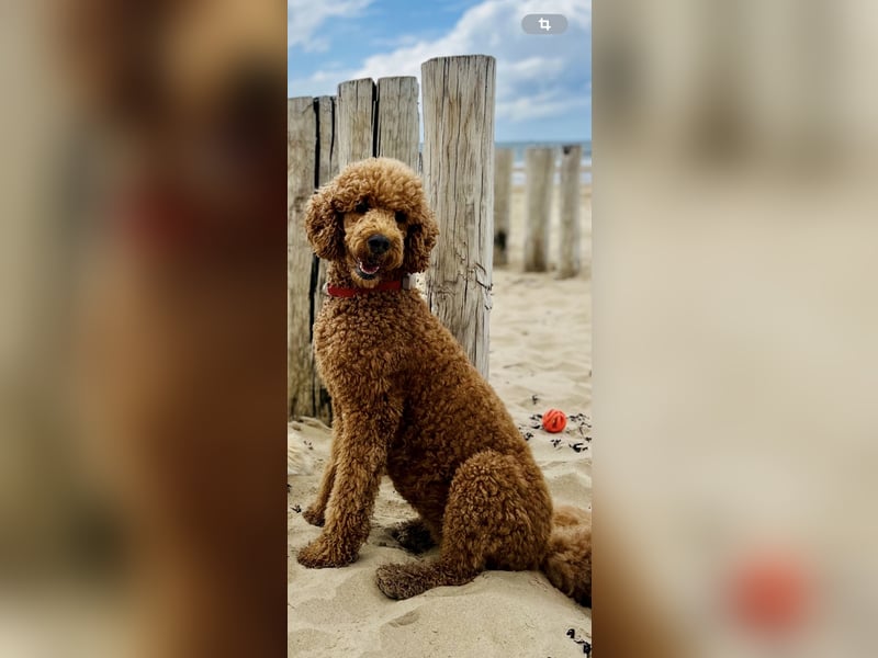 Goldendoodle Welpen F1b Standard, apricot/creme Wurfankündigung!