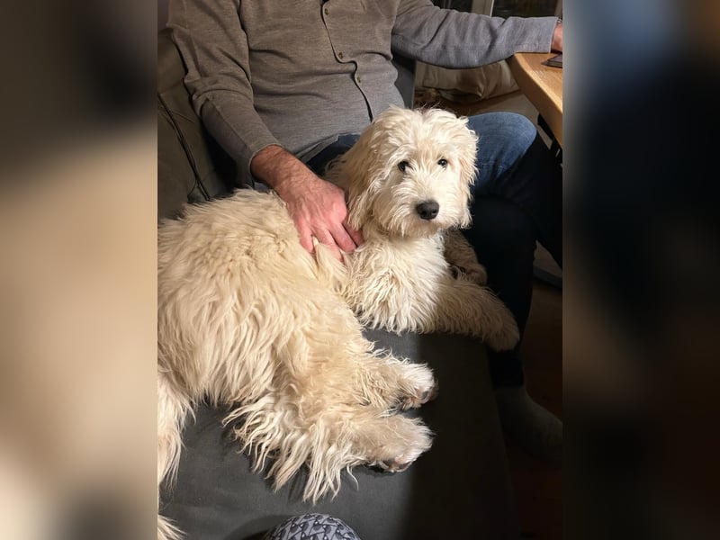 GOLDENDOODLE Traum ! Bezaubernde Welpen aus langjähriger+überprüfter Familienaufzucht.