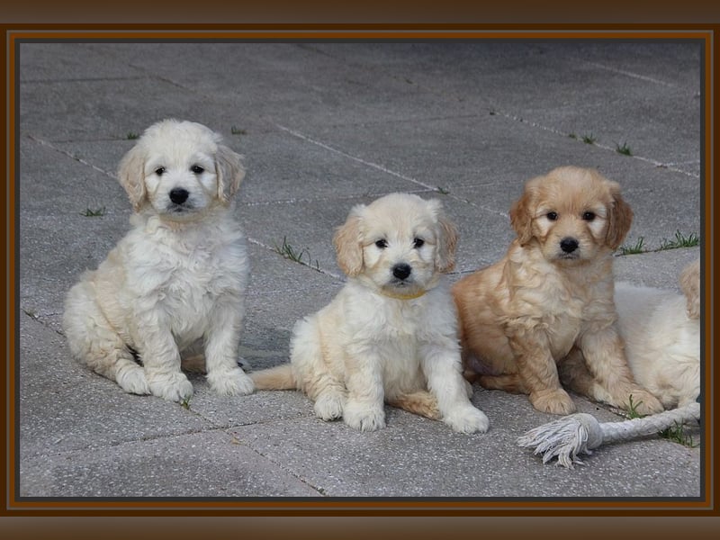 GOLDENDOODLE Traum ! Bezaubernde Welpen aus langjähriger+überprüfter Familienaufzucht.