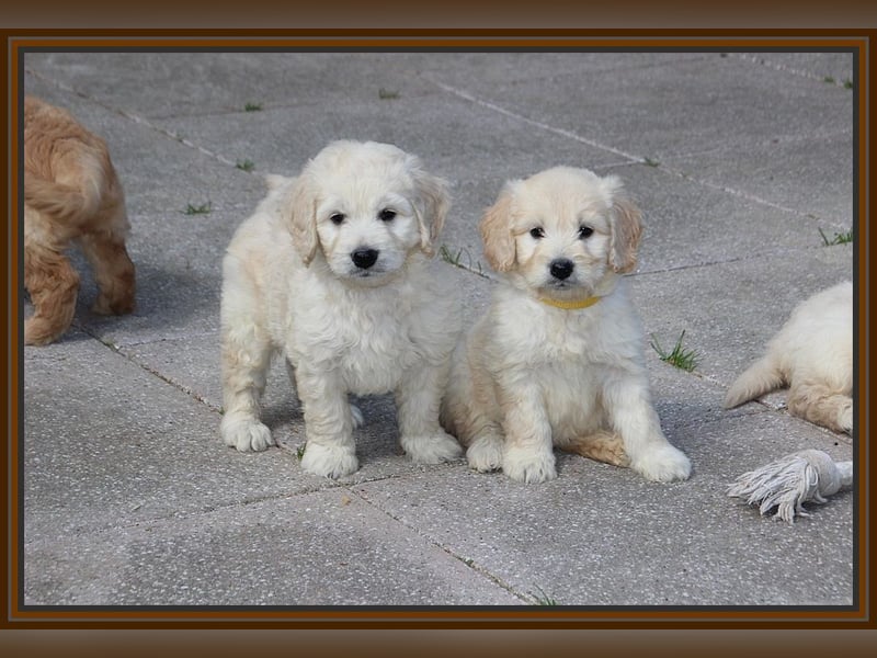 GOLDENDOODLE Traum ! Bezaubernde Welpen aus langjähriger+überprüfter Familienaufzucht.