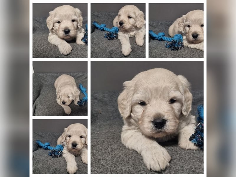 GOLDENDOODLE Traum ! Bezaubernde Welpen aus langjähriger+überprüfter Familienaufzucht.