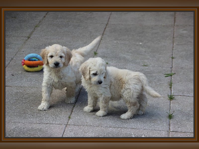 GOLDENDOODLE Traum ! Bezaubernde Welpen aus langjähriger+überprüfter Familienaufzucht.