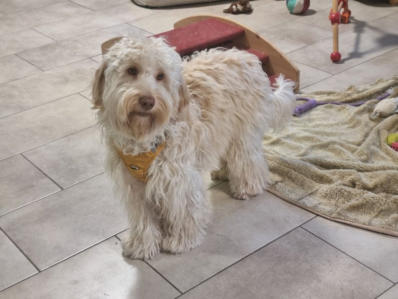 GOLDENDOODLE Traum ! Bezaubernde Welpen aus langjähriger+überprüfter Familienaufzucht.