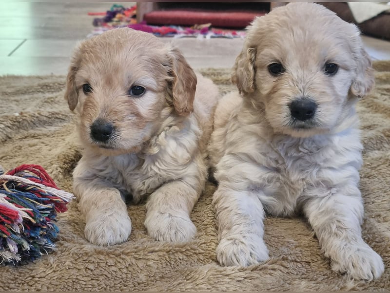 GOLDENDOODLE Traum ! Bezaubernde Welpen aus langjähriger+überprüfter Familienaufzucht.