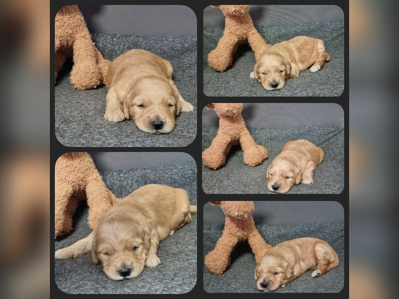 GOLDENDOODLE Traum ! Bezaubernde Welpen aus langjähriger+überprüfter Familienaufzucht.