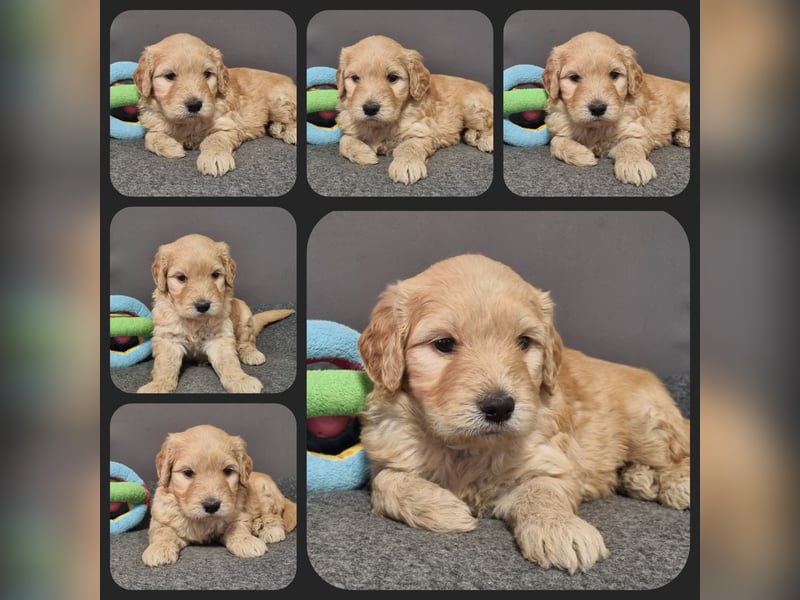 GOLDENDOODLE Traum ! Bezaubernde Welpen aus langjähriger+überprüfter Familienaufzucht.