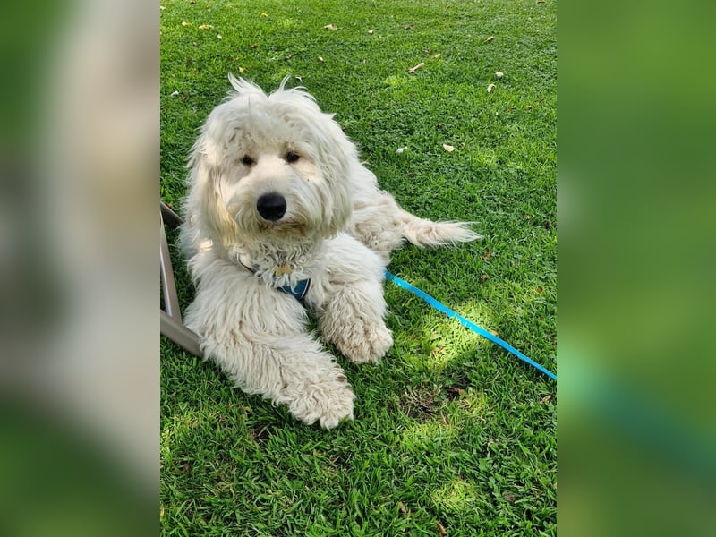 GOLDENDOODLE Traum ! Bezaubernde Welpen aus langjähriger+überprüfter Familienaufzucht.
