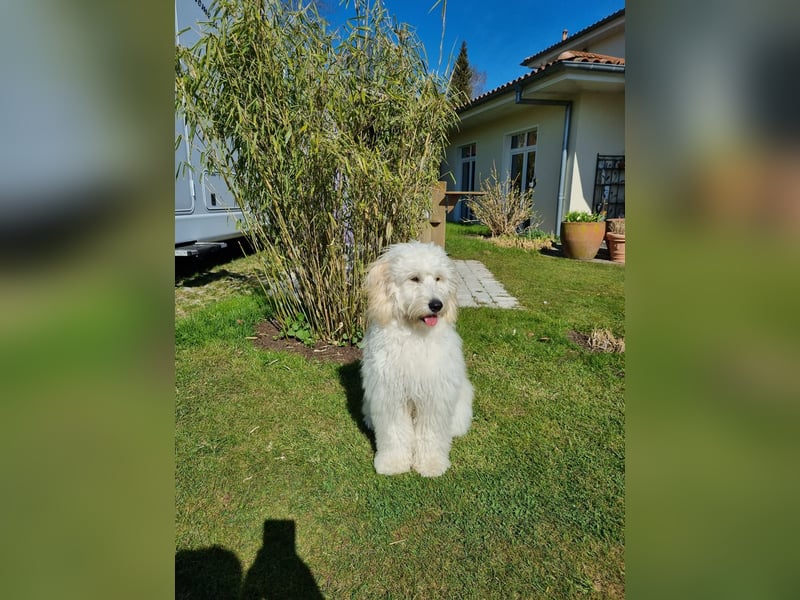 GOLDENDOODLE Traum ! Bezaubernde Welpen aus langjähriger+überprüfter Familienaufzucht.