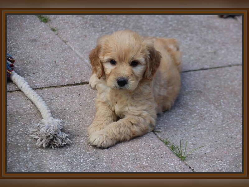 GOLDENDOODLE Traum ! Bezaubernde Welpen aus langjähriger+überprüfter Familienaufzucht.