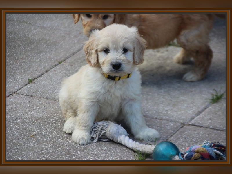 GOLDENDOODLE Traum ! Bezaubernde Welpen aus langjähriger+überprüfter Familienaufzucht.