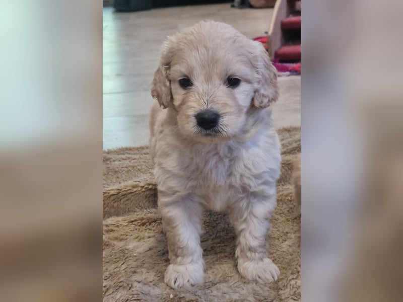 GOLDENDOODLE Traum ! Bezaubernde Welpen aus langjähriger+überprüfter Familienaufzucht.