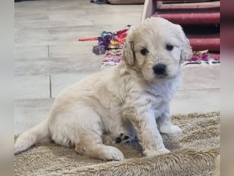 GOLDENDOODLE Traum ! Bezaubernde Welpen aus langjähriger+überprüfter Familienaufzucht.