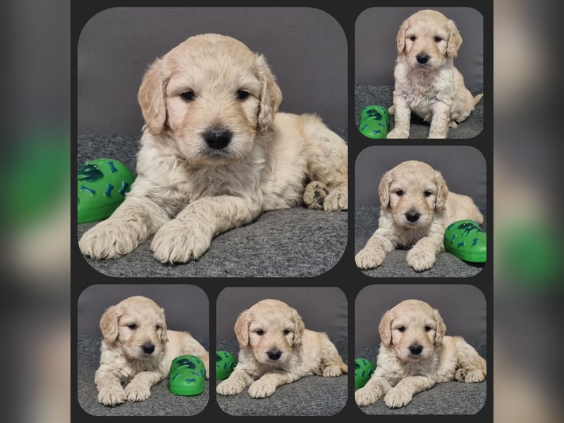 GOLDENDOODLE Traum ! Bezaubernde Welpen aus langjähriger+überprüfter Familienaufzucht.
